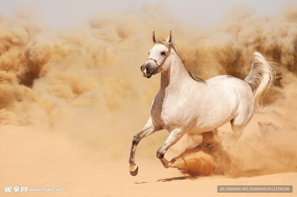 沙漠中奔腾的白色骏马