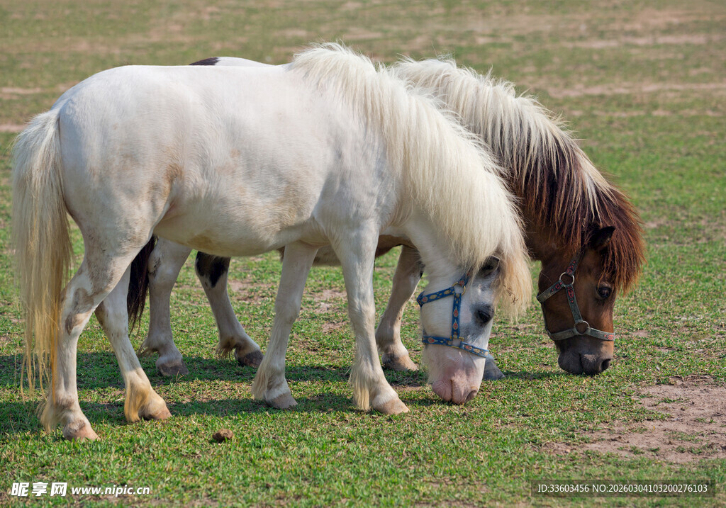 两匹马在草地低头吃草