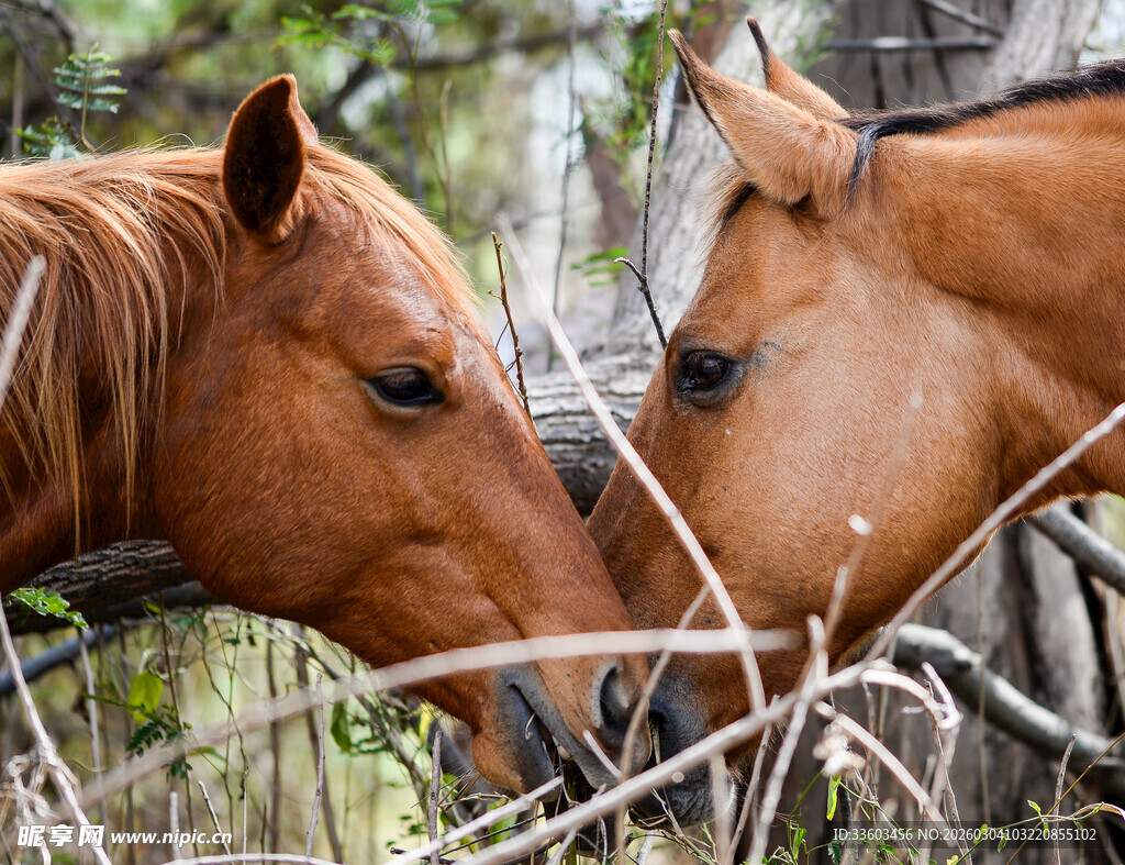 两匹马亲昵依偎于林间