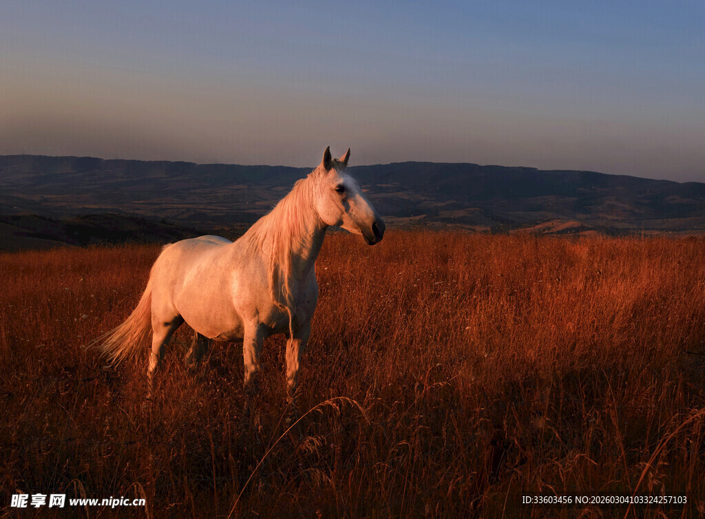 夕阳下旷野中的白色骏马