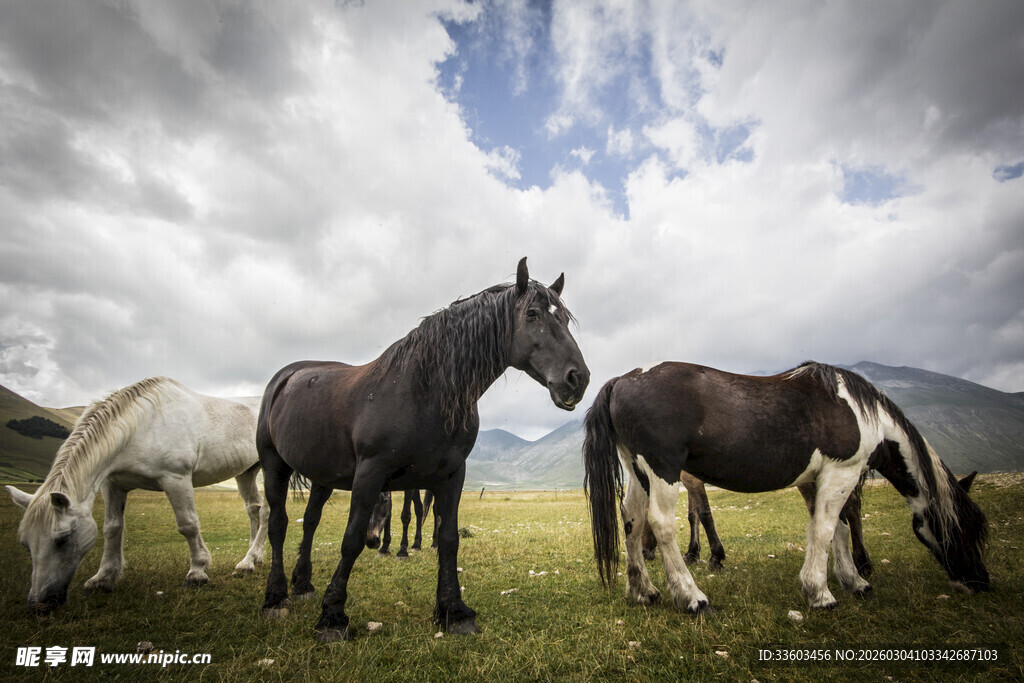 草原上的骏马