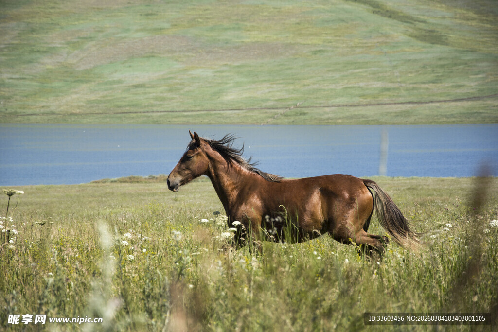 草原上奔跑的骏马
