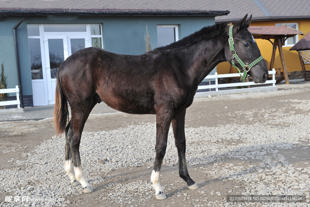 站立的深棕色骏马