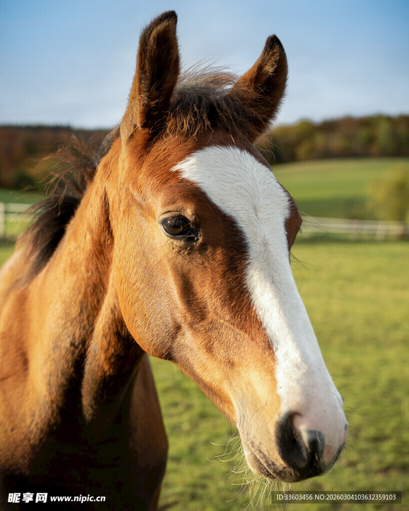 棕白相间骏马特写
