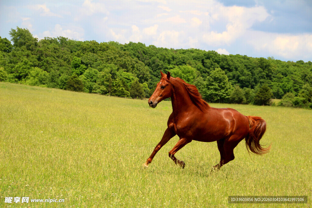 草原上的奔腾骏马