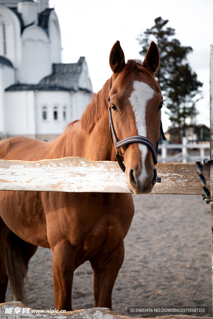 棕马立于木栏前的风景