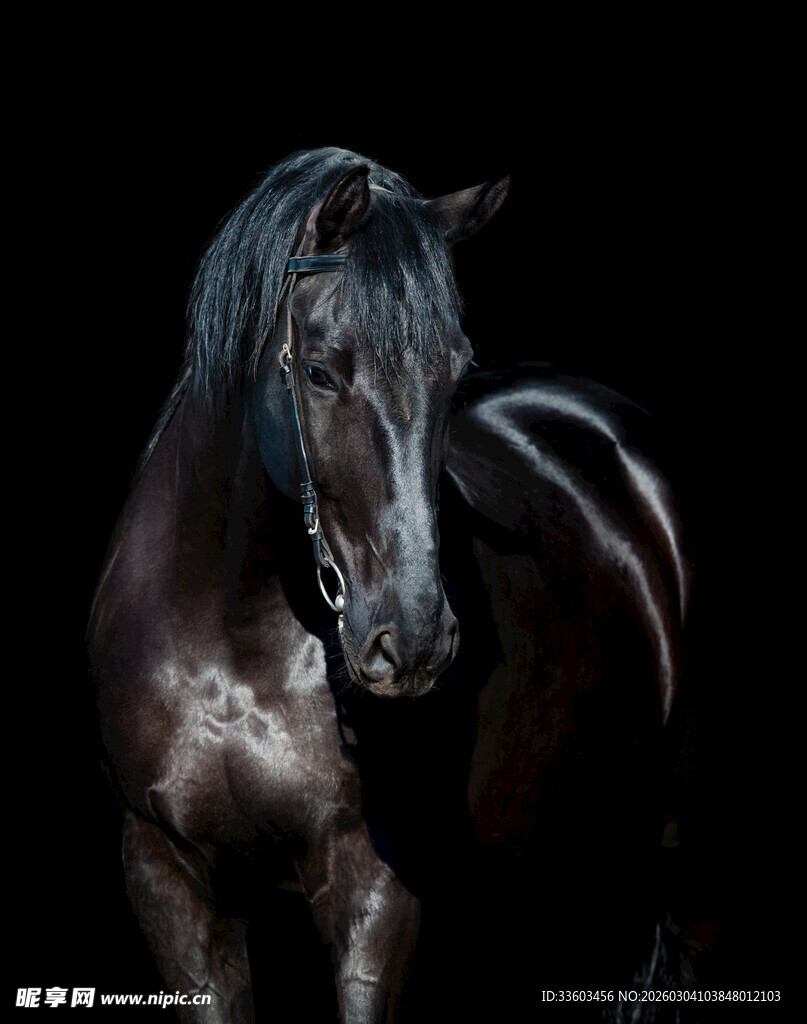 黑色骏马特写