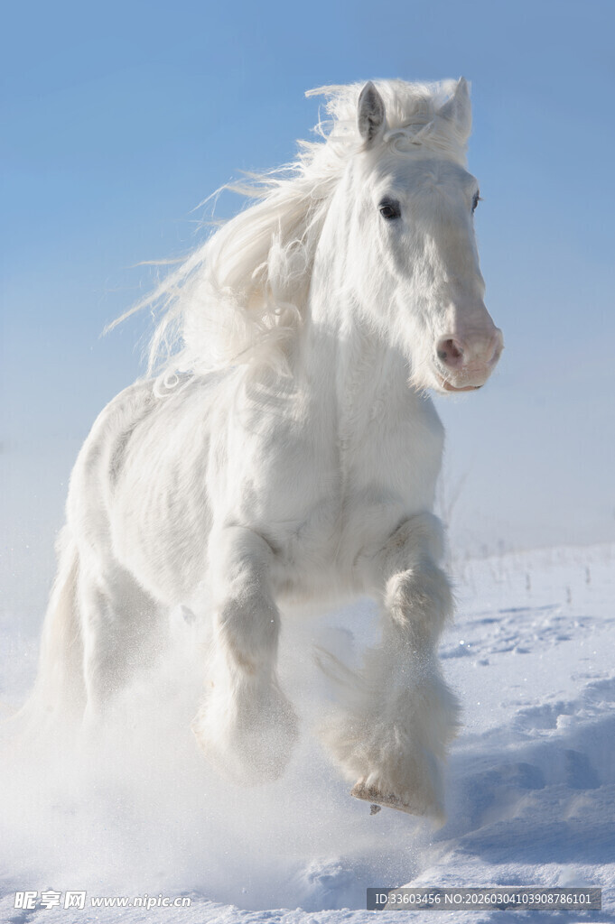 雪地中奔腾的白色骏马