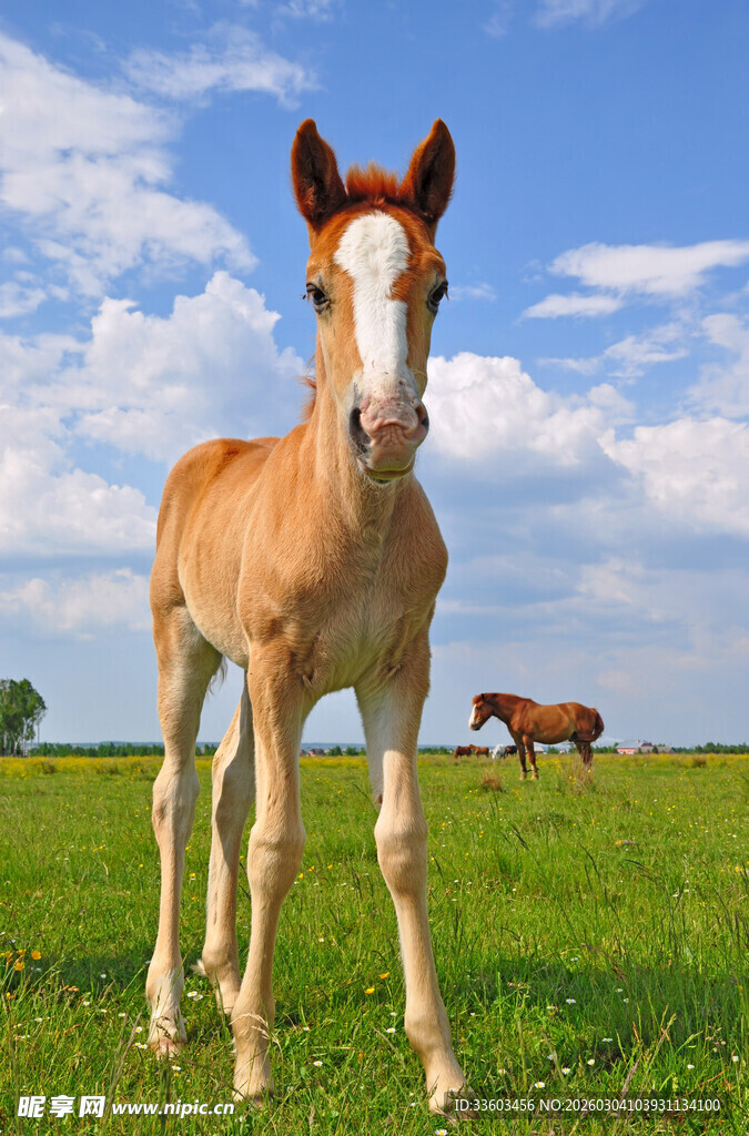 草原上的可爱小马驹