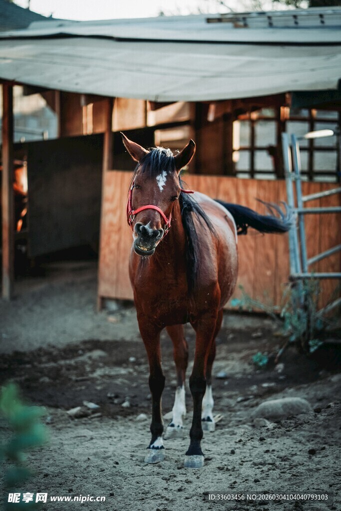 马厩中的棕色骏马