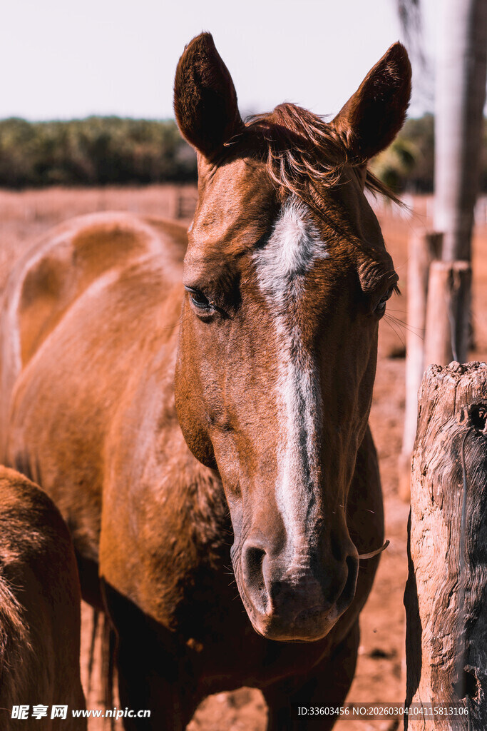 棕色骏马特写