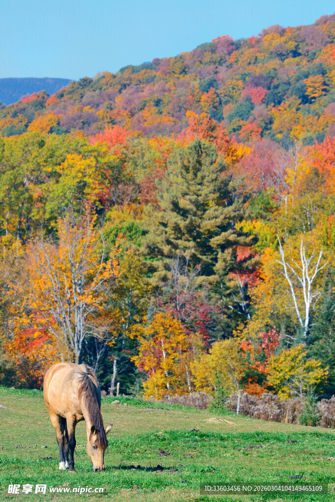秋日草原上的骏马