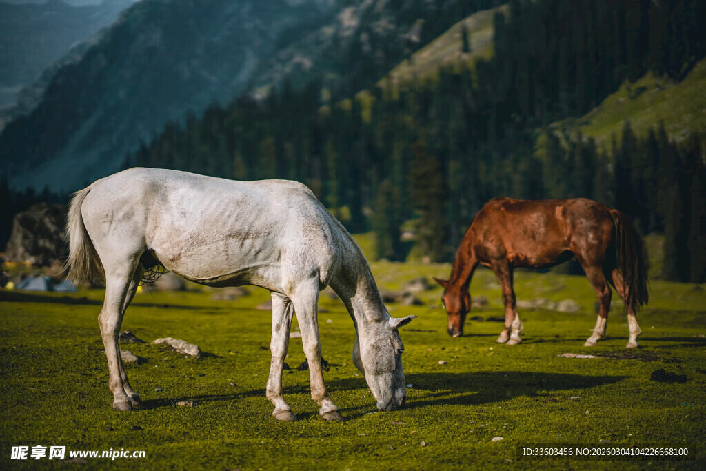 草原上的两匹马在吃草
