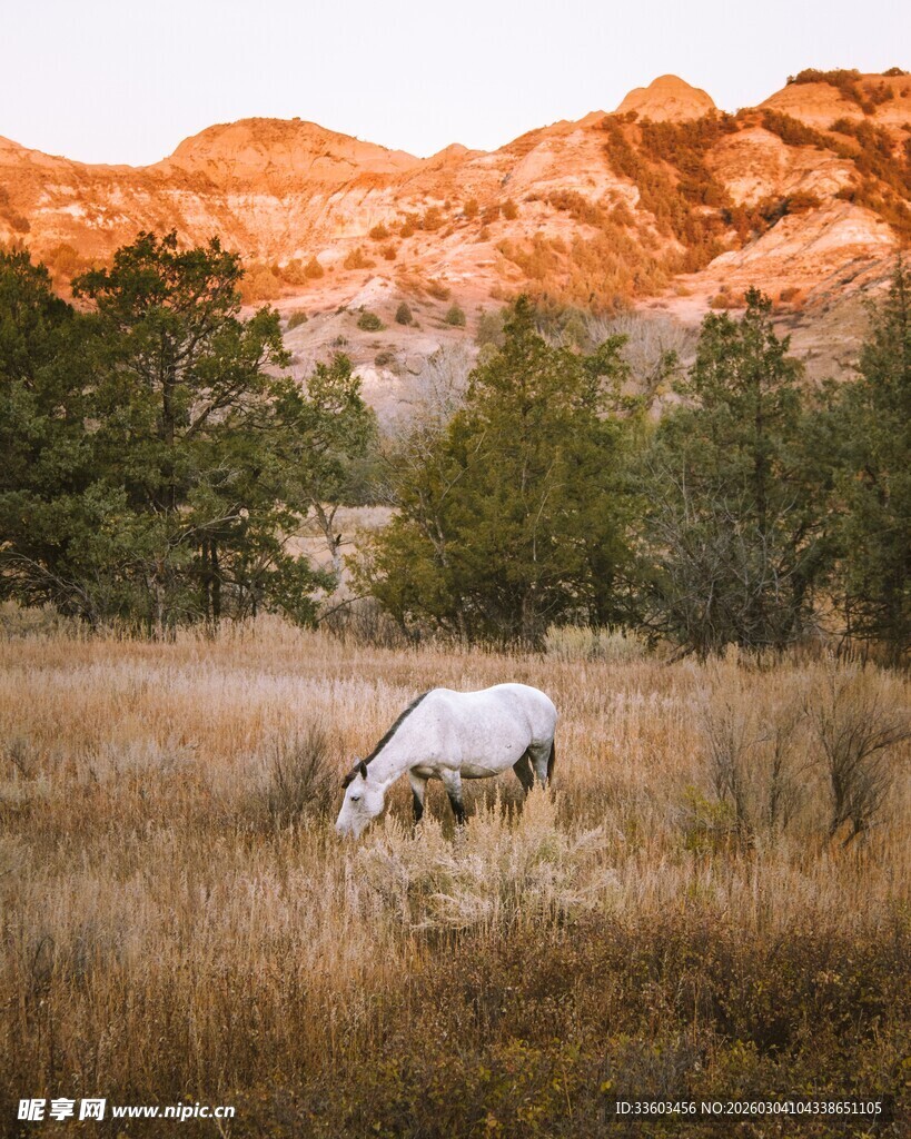 夕阳下草原上的独牛