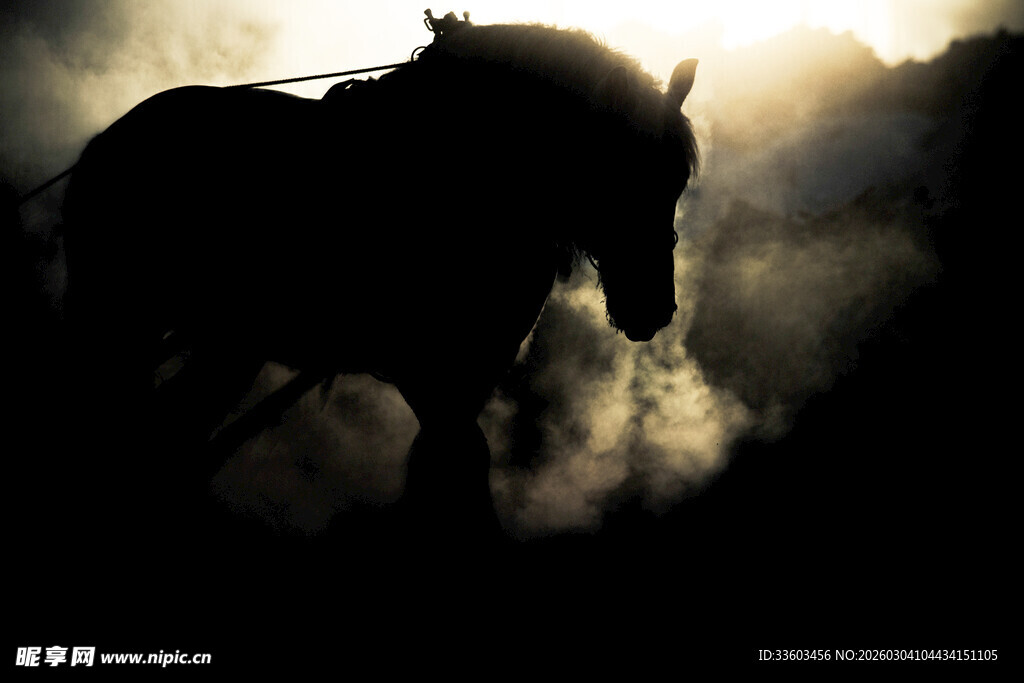 逆光下奔腾的骏马