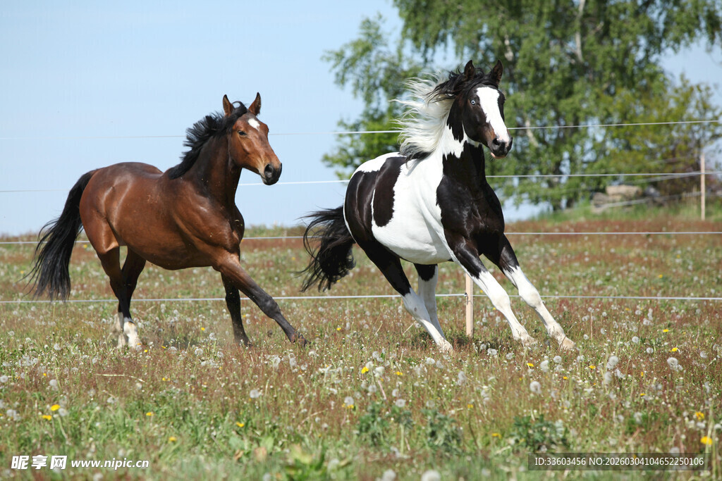 两匹马在草原上奔腾