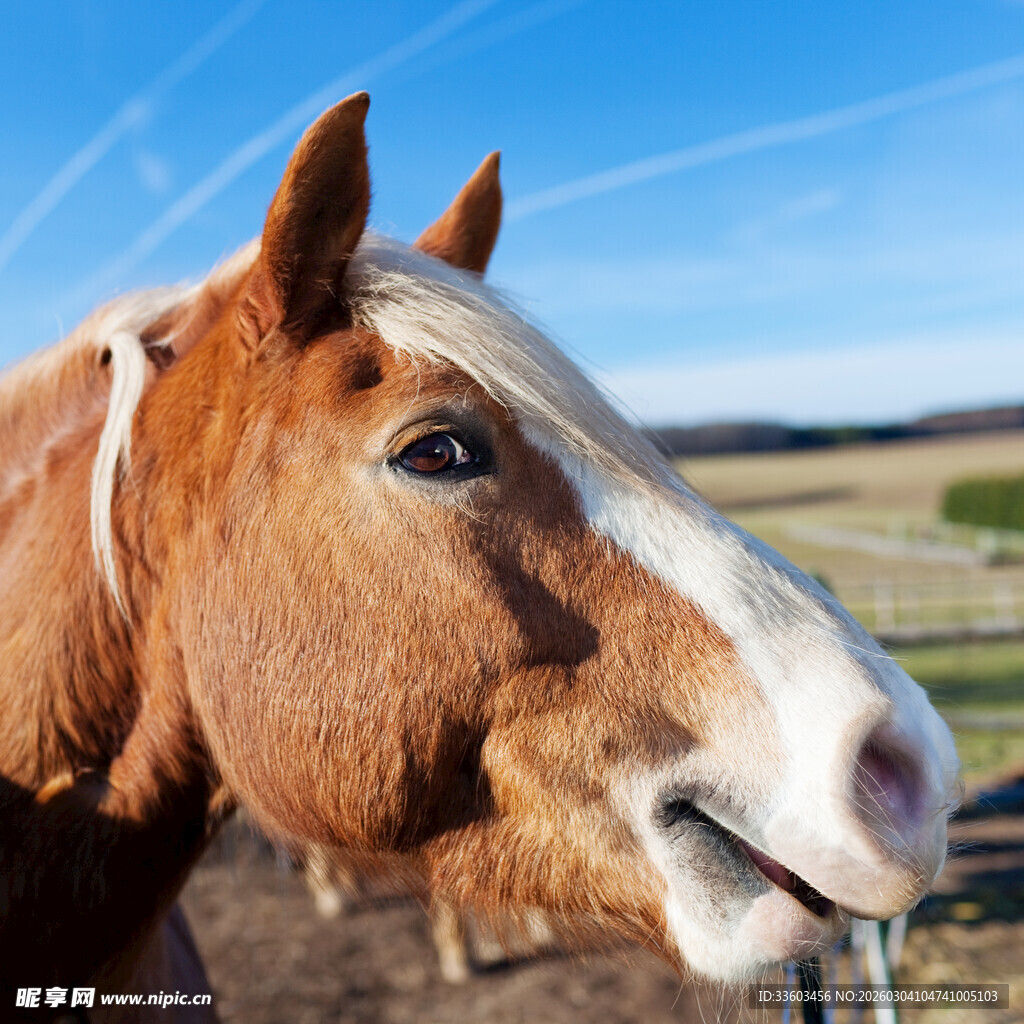 棕白相间马的特写