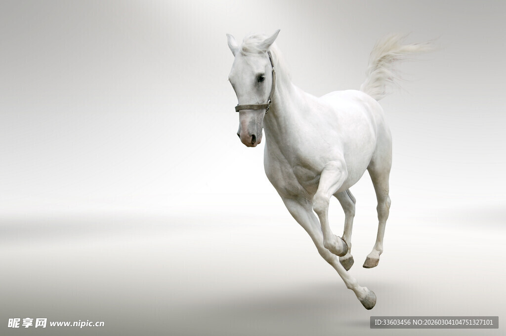 奔跑的白马