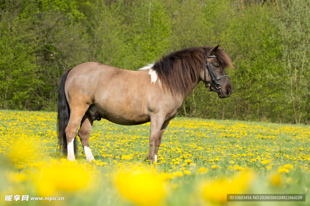 草原骏马漫步于黄花间