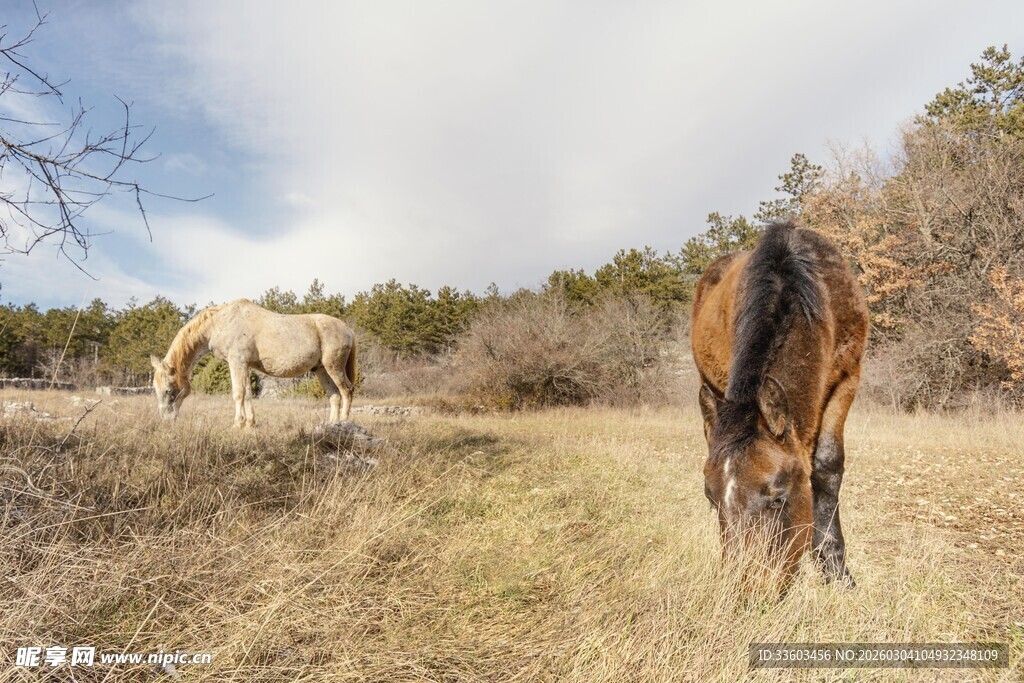 草原上吃草的两匹马