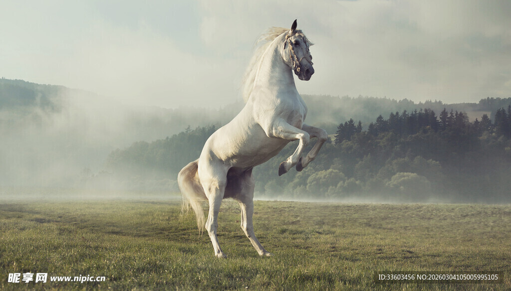 草原上的白马昂首挺立
