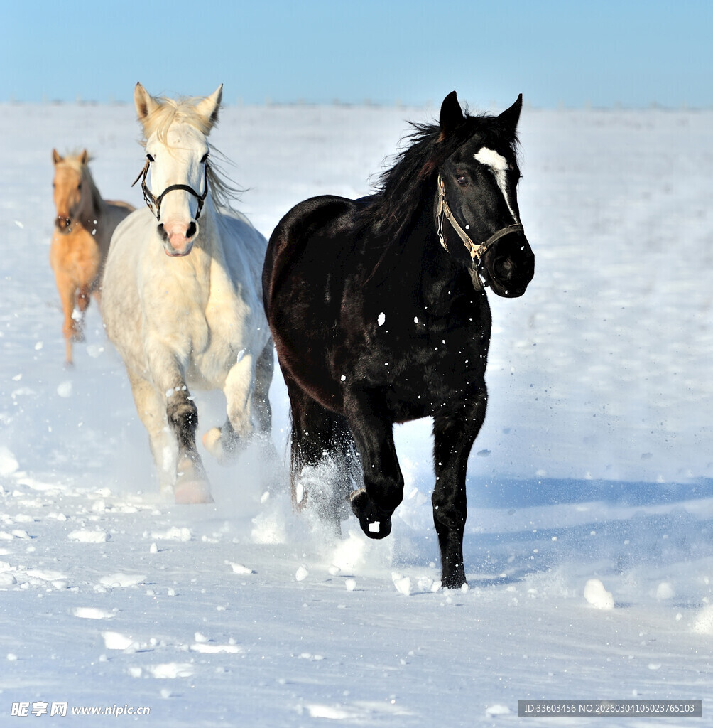 雪地中奔腾的骏马