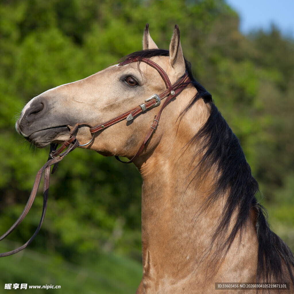 棕马特写