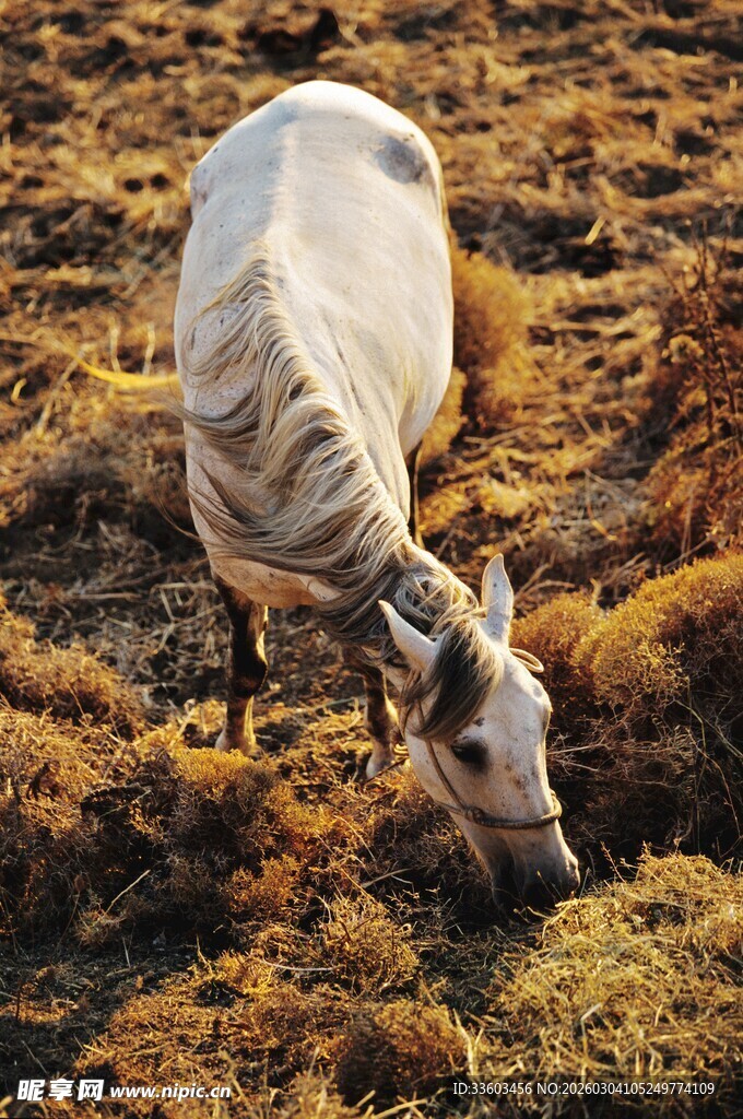 夕阳下吃草的白色骏马