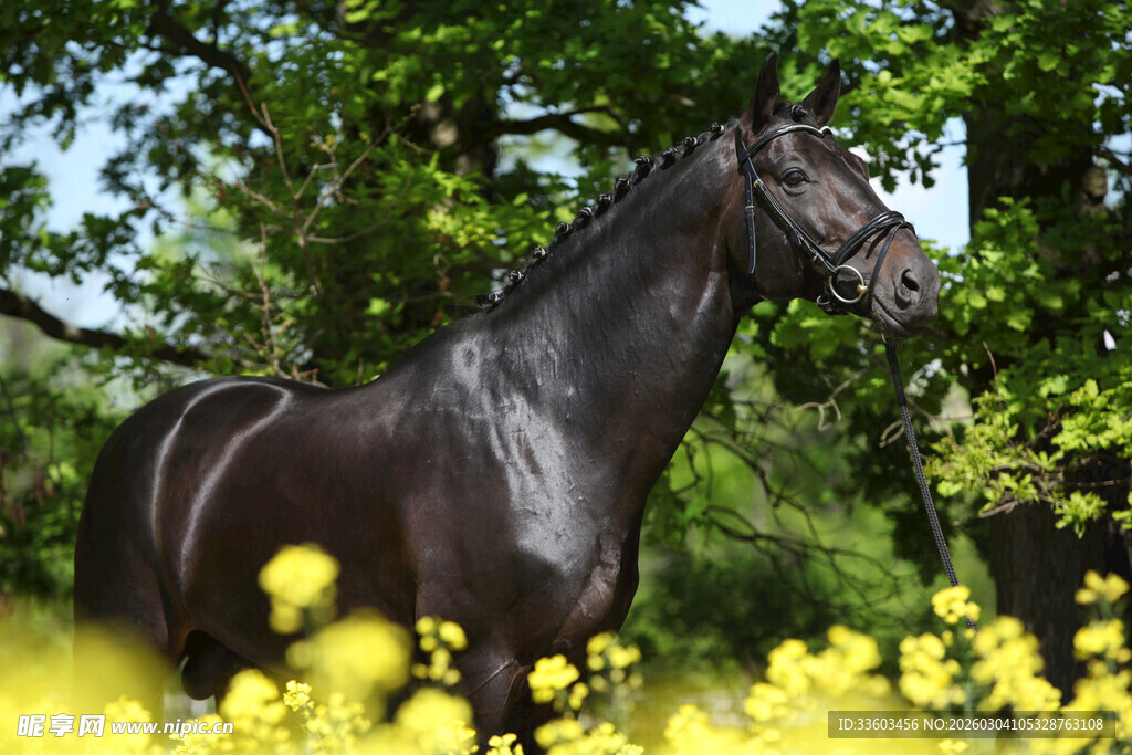 黑骏马立于繁花绿树间