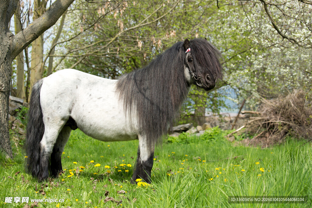 草地上的黑白小马
