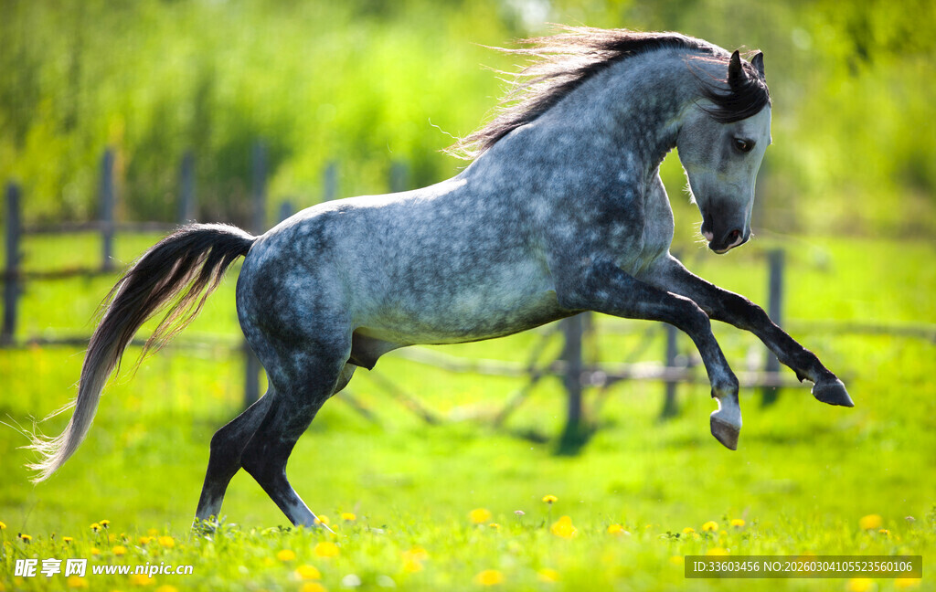 草原上奔腾的矫健灰马