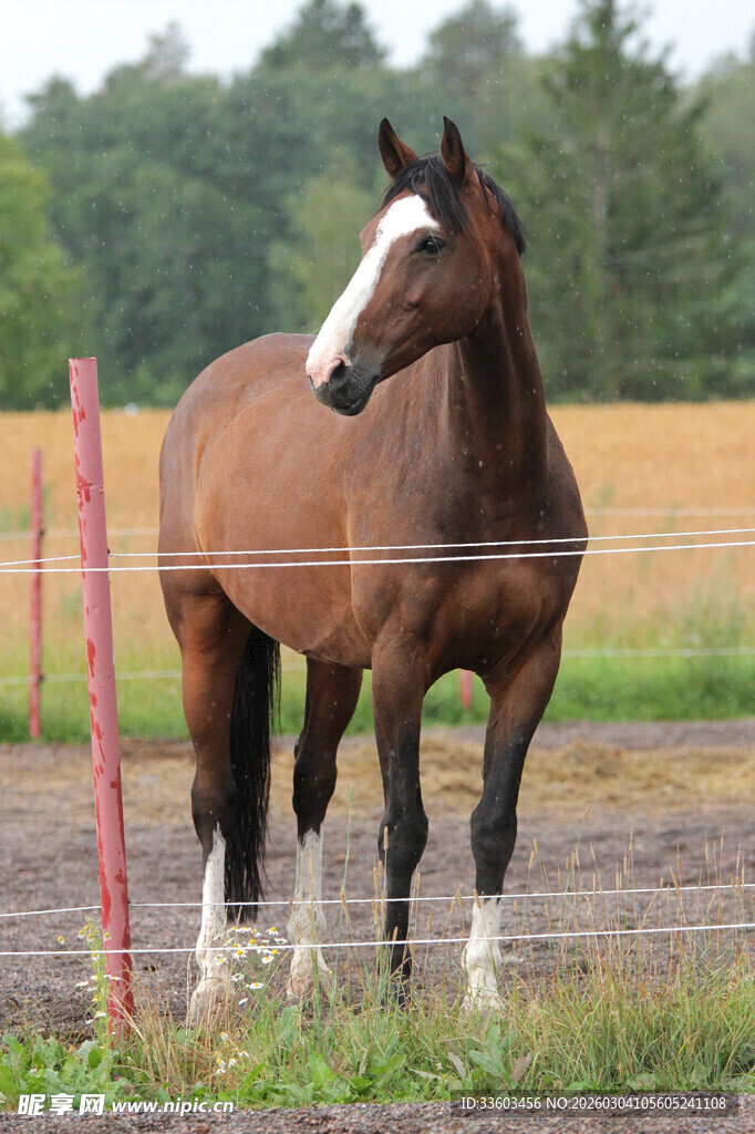田野中站立的棕色骏马
