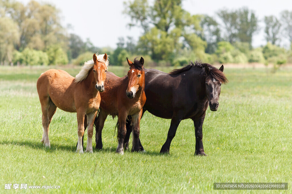 草地上站着的几匹骏马
