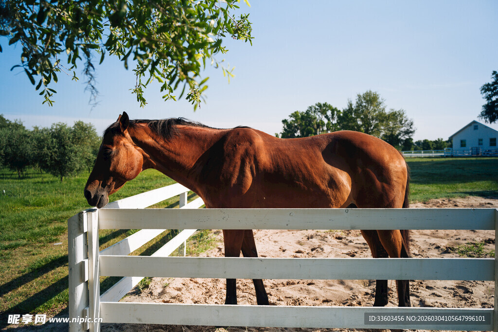 围栏边的棕色骏马