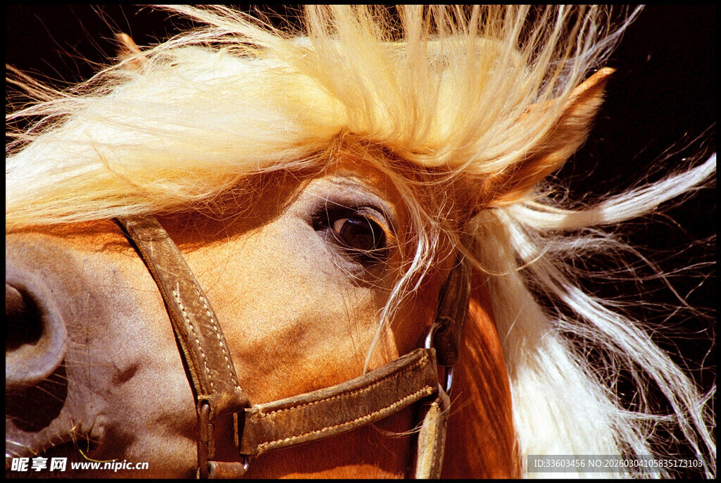 飘逸鬃毛的帅气骏马