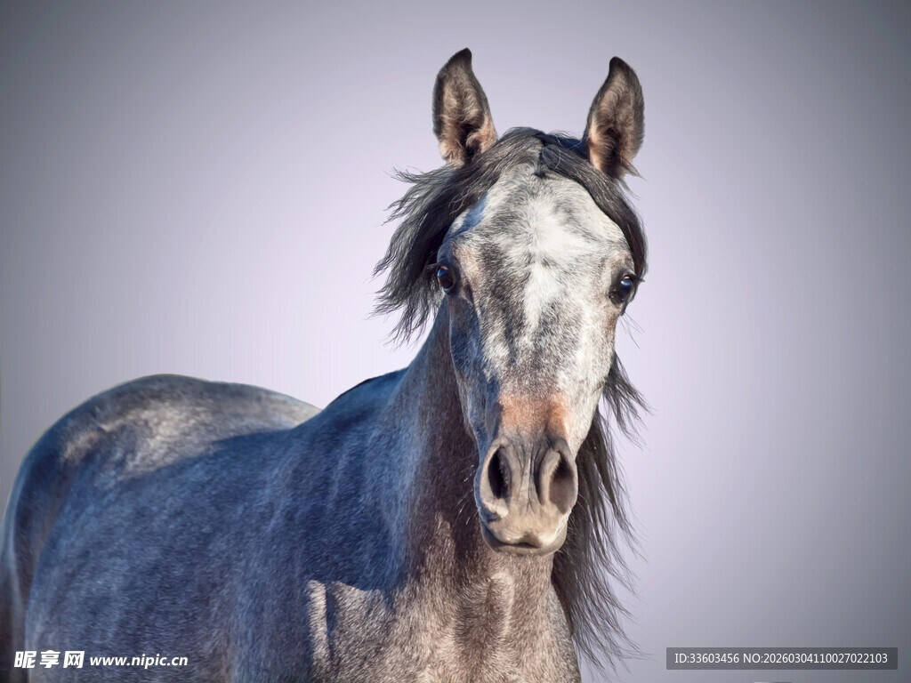 灰马特写