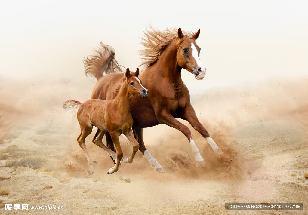 骏马奔腾扬起沙尘