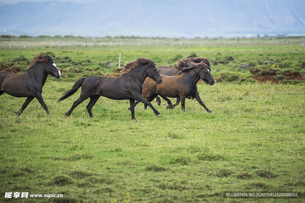 草原上奔腾的骏马