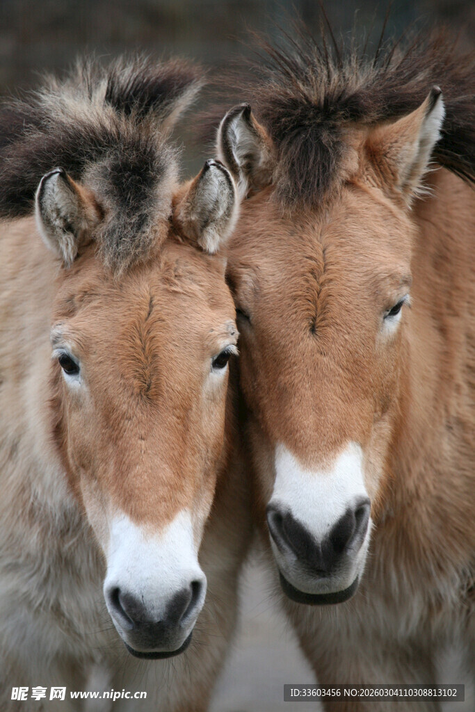 可爱的野生小马