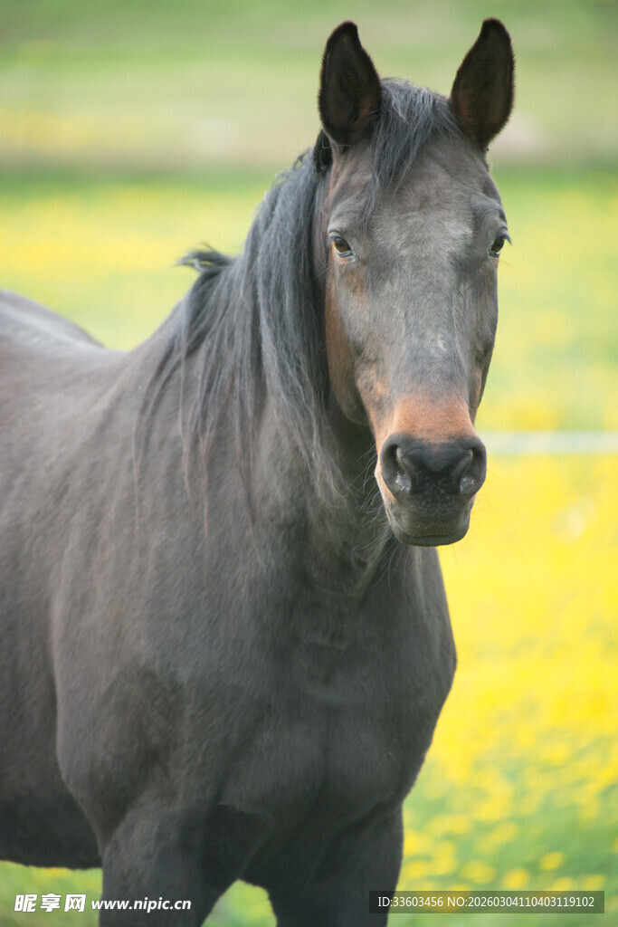 黑骏马于花海中