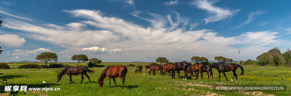 草原上的马群悠然漫步