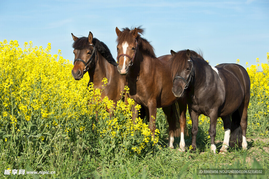 花海中站立的几匹骏马
