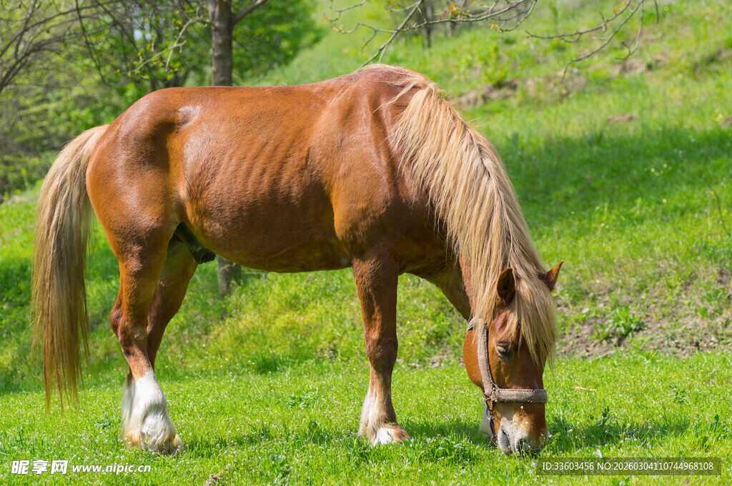 棕马于绿草地低头吃草