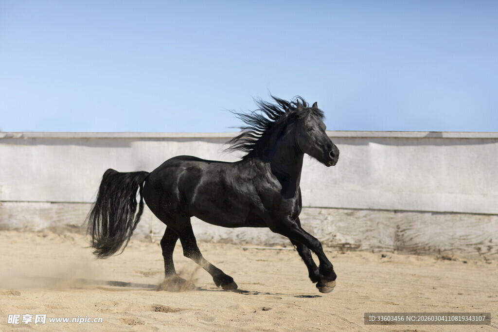 黑骏马在沙地上奔腾