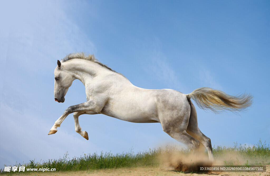 白马腾空跃起