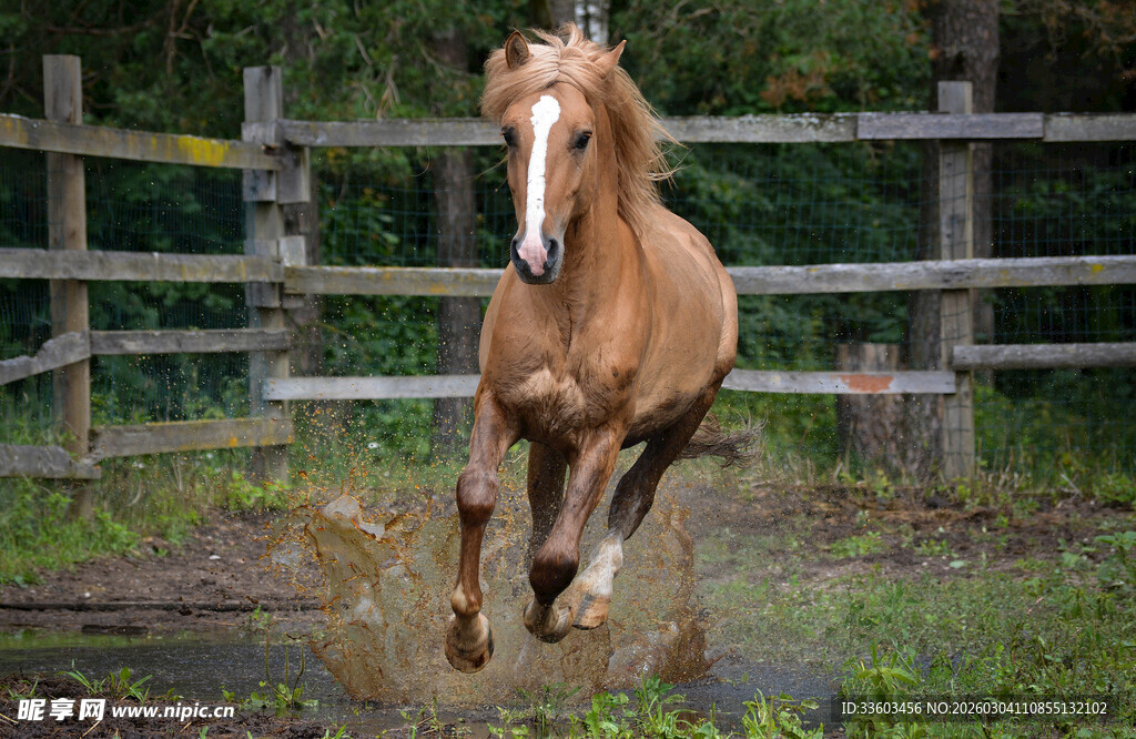 棕马在围栏内奋力奔跑