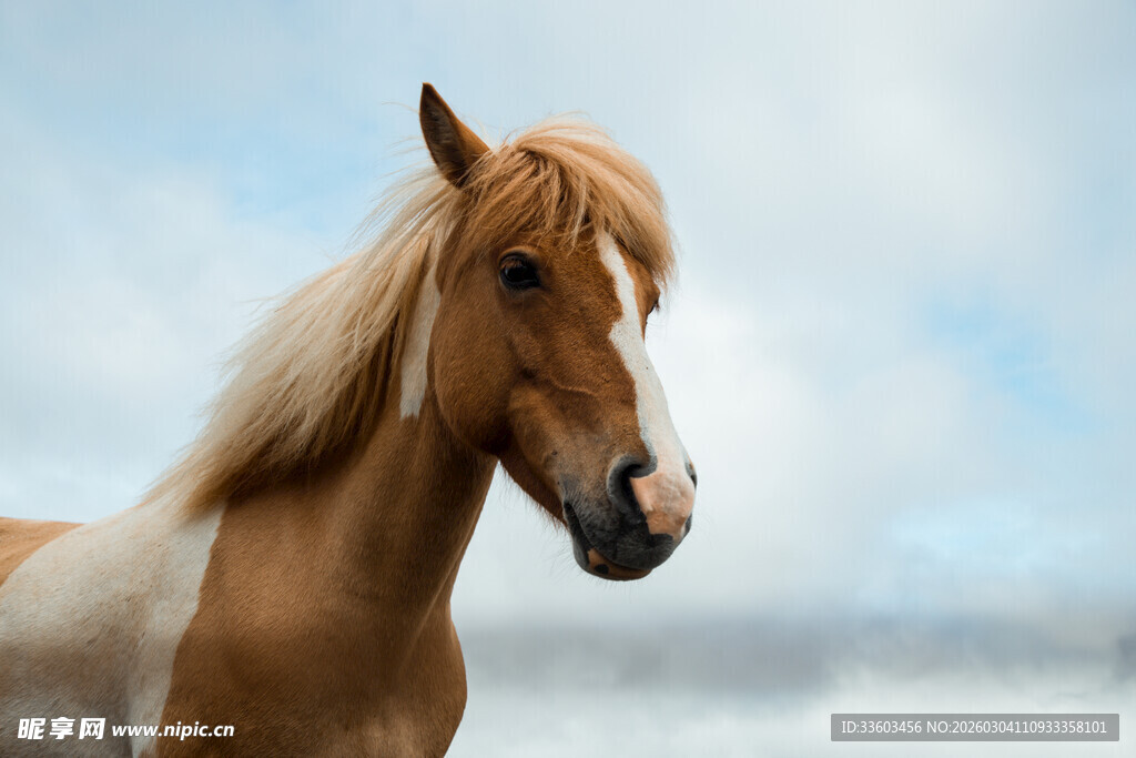 棕白骏马于蓝天背景下