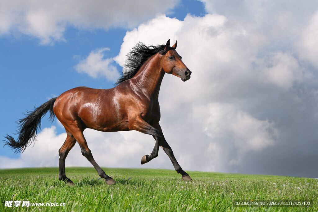 草原上奔腾的骏马