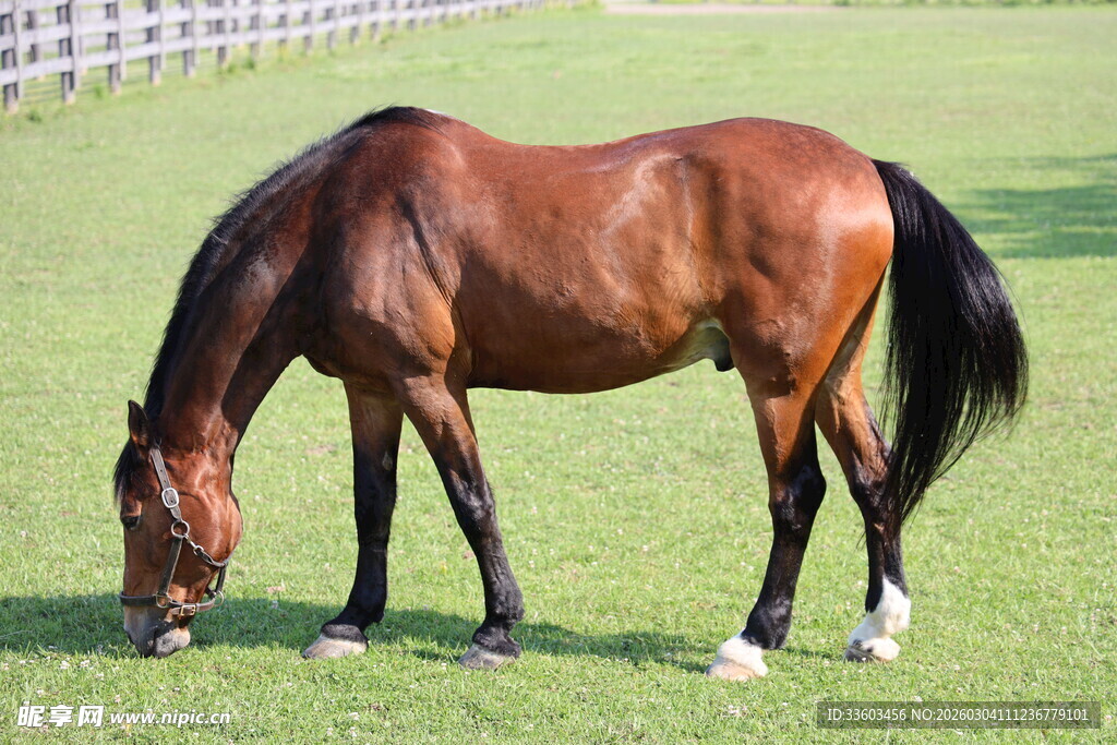 棕马草地低头进食