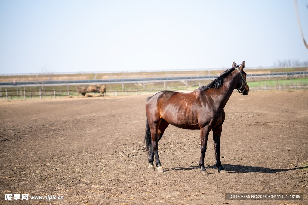 旷野中站立的帅气骏马